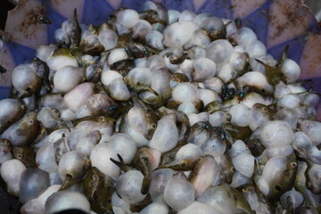 The juvenile form of certain pufferfish species kept in the basket 