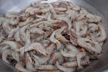 White Prawns in a bowl 