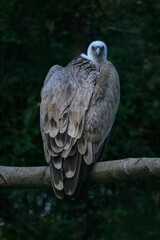 Griffon vulture outside on a branch.
