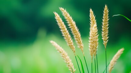 Fototapeta premium Delicate golden grass stands out against a soft green background, evoking a serene natural atmosphere, Ideal for themes of tranquility, nature, and sustainability in various creative projects,