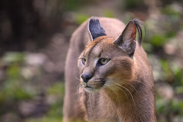 Fototapeta premium Feline caracal in head detail. 