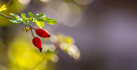 Red rosehip berries on the branches. Romantic autumn still life with rosehip berries. Wrinkled berries of rosehip on a bush on late Fall. Hawthorn berries are