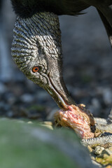 Raven-like condor eating fish remains.
