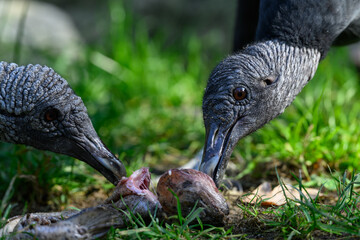 Raven-like condor eating fish remains.
