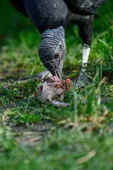 Raven-like condor eating fish remains.
