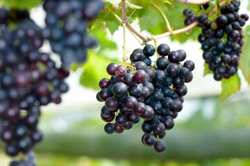 Best quality organic seedless grape on vinery yard.