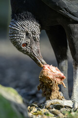 Raven-like condor eating fish remains.
