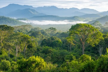 Fototapeta premium Lush Tropical Rainforest with Misty Mountain Backdrop