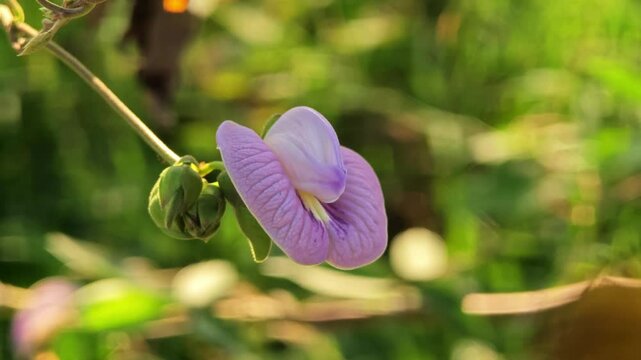 Beautiful Purple Flower or Centrosema Pubescens Benth blooming in the garden.