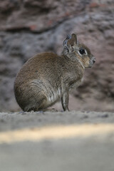 Mara salt marsh outside on the sand.
