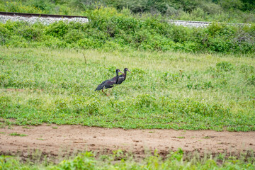 Black Cranes Strolling Alongside Railway Tracks in the Meadow
