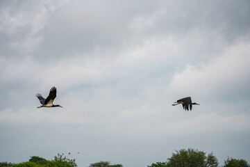 Migratory Birds Flying in V-Formation Across the Sky