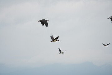 Migratory Birds Flying in V-Formation Across the Sky