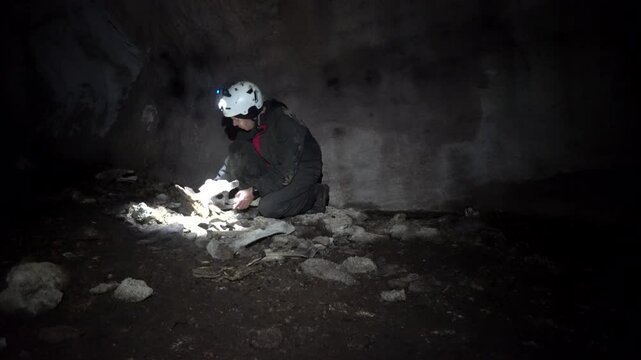 Caver examining pile of bones from skeleton of extinct giant moa bird on floor of New Zealand cave.