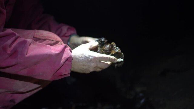 Man examining the skull cap of the extinct giant moa found in a New Zealand cave.