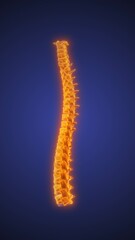 Pain in the spinal cord