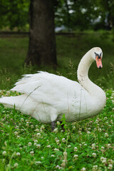 芝生の上にいるコブハクチョウ