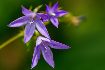 紫の星桔梗の花