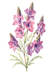 Larkspur Watercolor Flower Nature Art