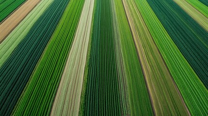 Vibrant aerial view of green farmland with alternating crop rows creating a colorful pattern.