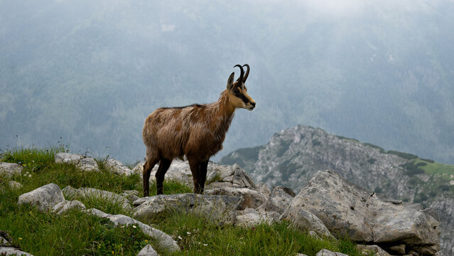 Tatra chamois - endangered chamois spiece from Tatra Mountains 1