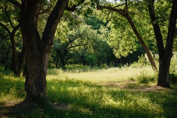 A sunlit clearing in a lush forest with two large trees framing the view.