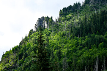 Limestone formation in Kościeliska Valley, Tatra, Poland