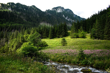 Obraz premium Kościeliska Valley in Polish Tatra Mountains 