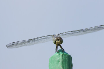 シオカラトンボ © T.Kurohara