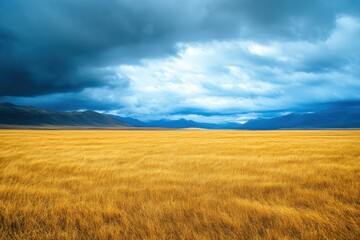 Obraz premium A vast field of golden grass with a dramatic stormy sky and distant mountains.