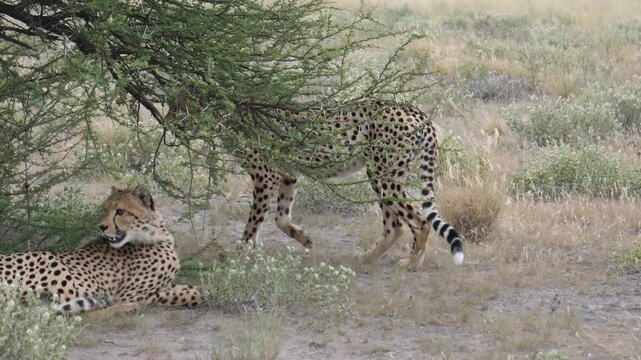 Three cheetahs under a bush at the savannah of the Kalahari Desert in Botswana