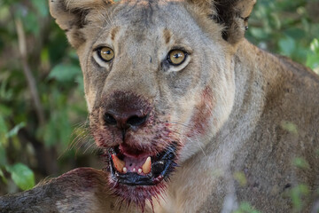 Portrait of a lioness eating a prey