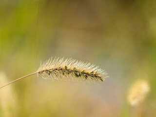 秋の水辺の野草をクローズアップ07