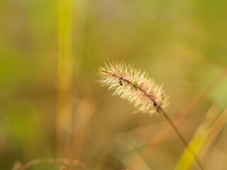 秋の水辺の野草をクローズアップ06