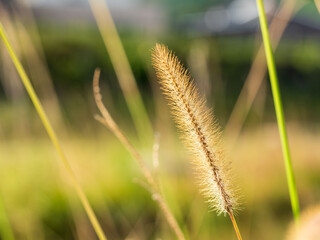 秋の水辺の野草をクローズアップ04