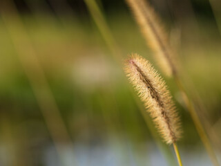 秋の水辺の野草をクローズアップ02