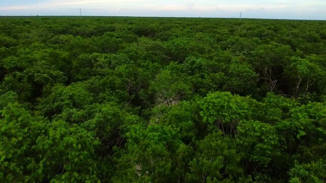 Driving through the dirt roads of the lonely rainforest under a blue sky with glimpses of the sunset. Flying drone in Quintana Roo.
