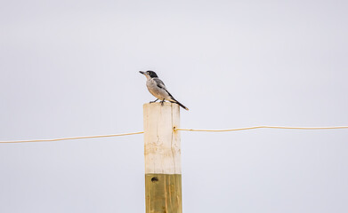 A grey butcherbird (cracticus torquatus) sitting on a white fence post