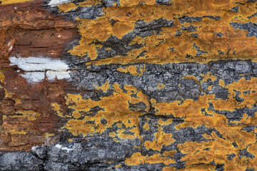rough rusty wood mold textured