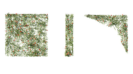 Ivy vines on wall isolated on transparent background. Modern illustration plant with green leaves,...