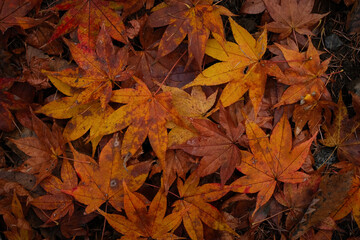 紅葉の落ち葉が積み重なっている様子
