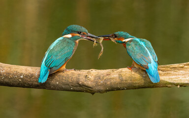 Eisvogel (Alcedo atthis) Vater mit Jungtier