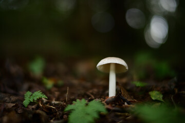 森の中の小さな白いキノコ