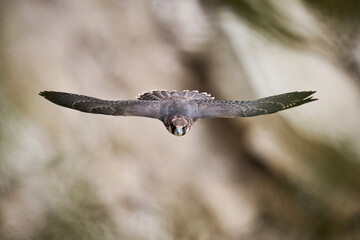 Peregrine falcon (Falco peregrinus)