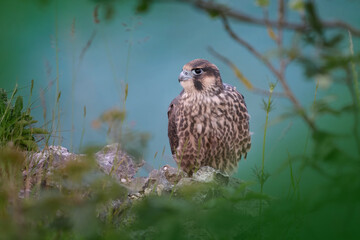 Peregrine falcon (Falco peregrinus)