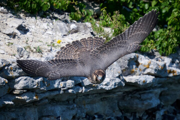 Peregrine falcon (Falco peregrinus)