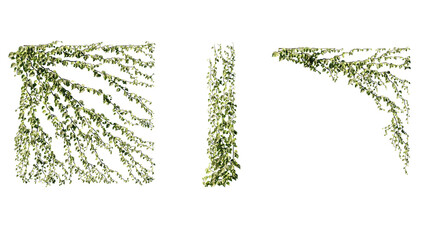 Ivy vines on wall isolated on transparent background. Modern illustration plant with green leaves, home interior, garden landscaping or floral design element.