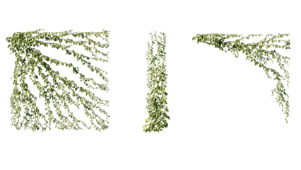 Ivy vines on wall isolated on transparent background. Modern illustration plant with green leaves, home interior, garden landscaping or floral design element.