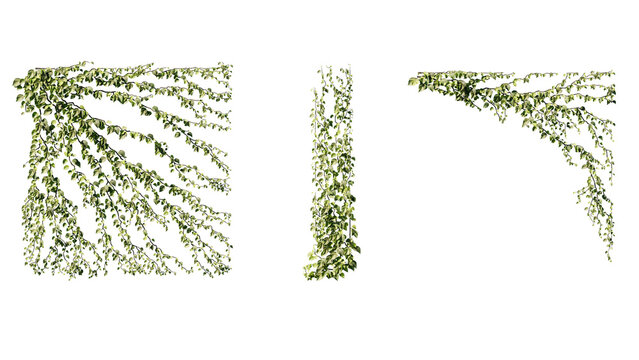 Ivy vines on wall isolated on transparent background. Modern illustration plant with green leaves, home interior, garden landscaping or floral design element.