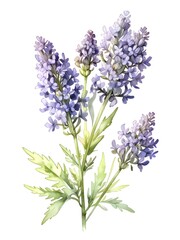 Obraz premium Lavender Watercolor Flower Nature Art